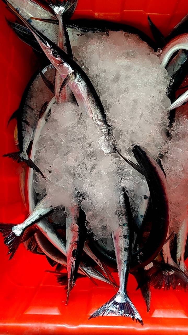 鶴鱵魚|嘴巴尖尖、身體長長,長得像是一根針而得名,秋季盛產的魚鮮,臺東長濱田組定置漁網慶豐收! – 東台灣新聞網