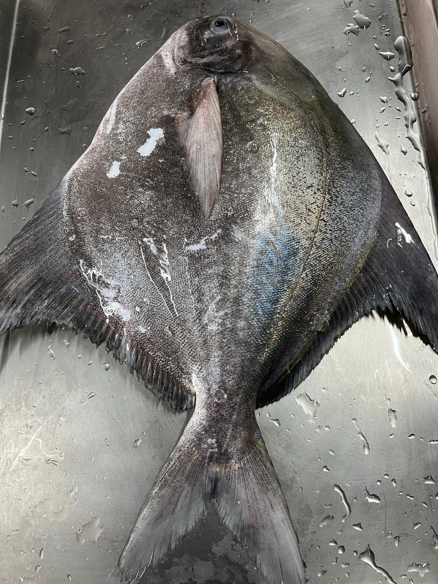 白鯧魚｜年年有餘的代表魚種，也是過年圍爐和送禮的好選擇！ – 東台灣